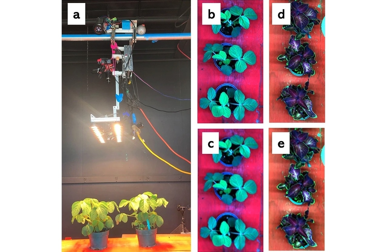 Hyperspectral imaging with an active light source inside dark room (a). Soybean plants at 1 × 1 (b) and 9 × 9 (c) spatial binning. Coleus plants at 1 × 1 (d) and 9 × 9 (e) spatial binning.