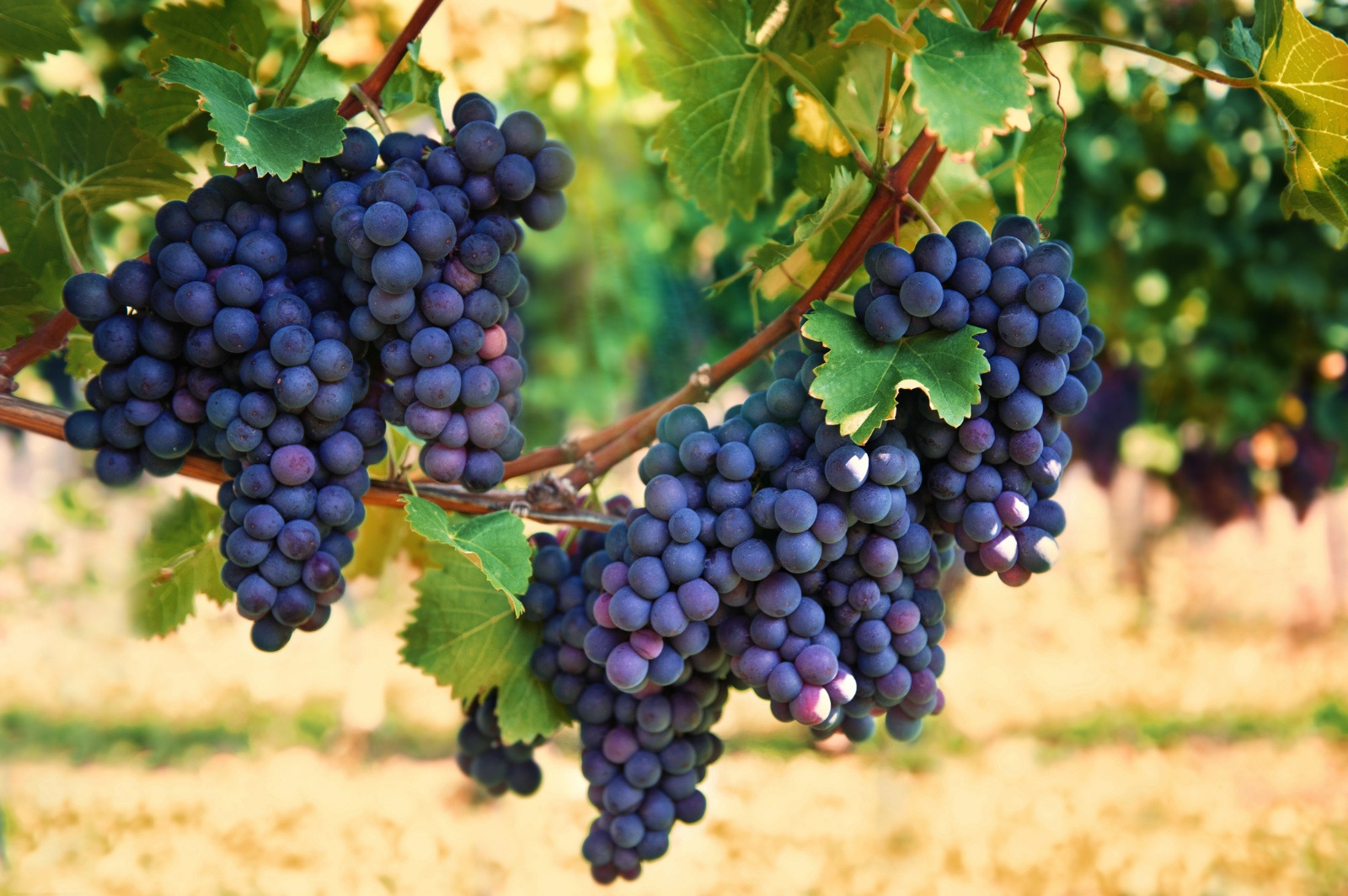 Resonon Hyperspectral Imaging Systems have been used to scan grapes